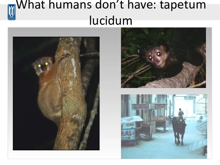 What humans don’t have: tapetum lucidum