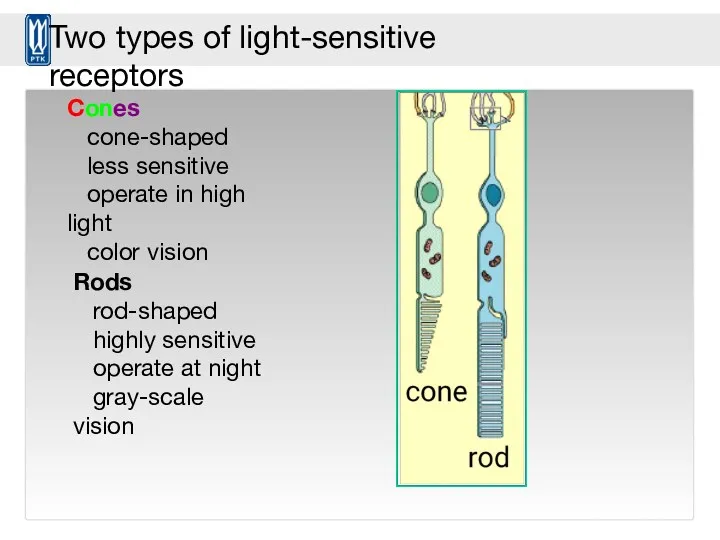 © Stephen E. Palmer, 2002 Cones cone-shaped less sensitive operate