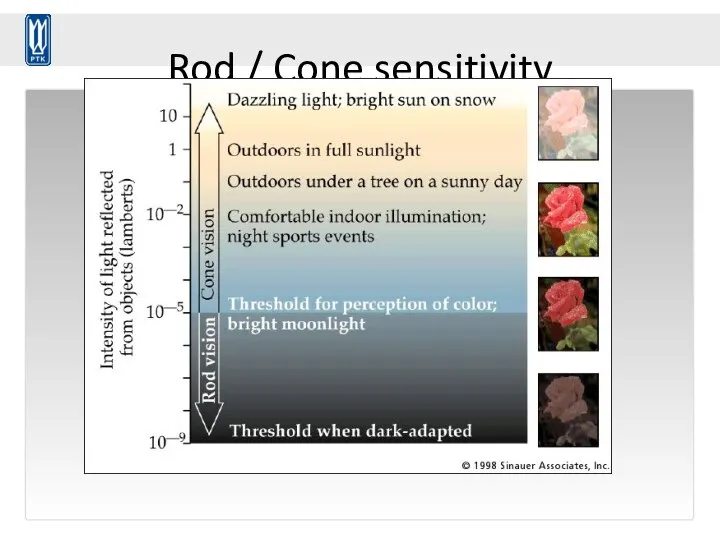 Rod / Cone sensitivity