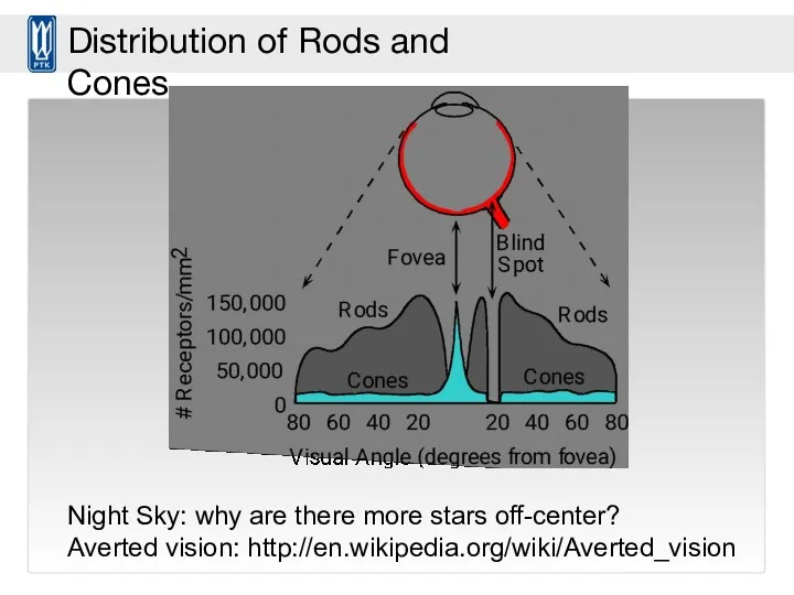 © Stephen E. Palmer, 2002 Distribution of Rods and Cones