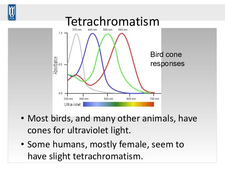 Tetrachromatism Most birds, and many other animals, have cones for