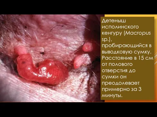 Детеныш исполинского кенгуру (Macropus sp.), пробирающийся в выводковую сумку. Расстояние