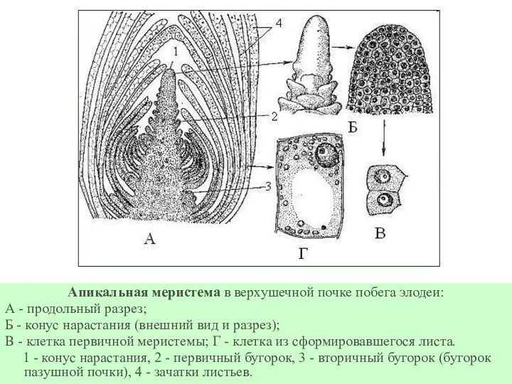 Апикальная меристема в верхушечной почке побега элодеи: А - продольный разрез; Б -