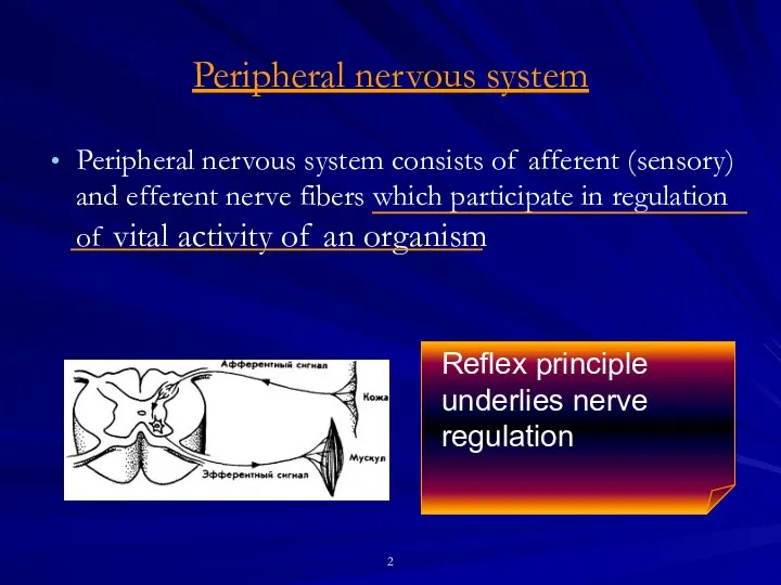 Peripheral nervous system Peripheral nervous system consists of afferent (sensory) and efferent nerve