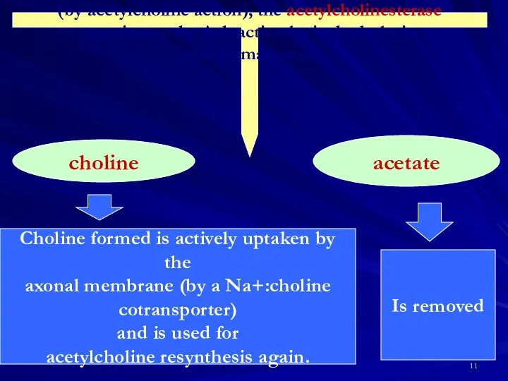 When a nerve impulse is chemically conducted (by acetylcholine action), the acetylcholinesterase terminates