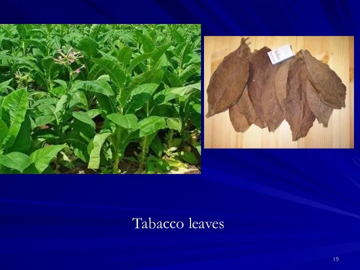 Tabacco leaves
