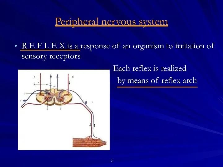Peripheral nervous system R E F L E X is a response of