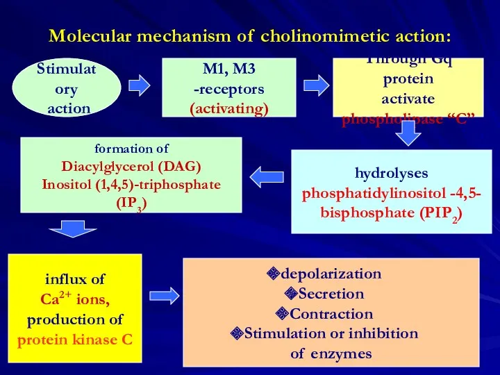 Molecular mechanism of cholinomimetic action: M1, M3 -receptors (activating) Stimulatory action Through Gq