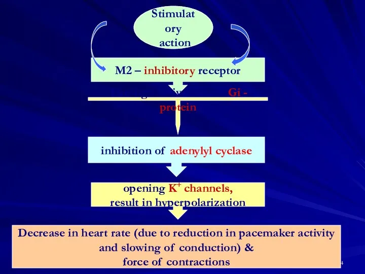 Stimulatory action M2 – inhibitory receptor Through activation of Gi - protein inhibition