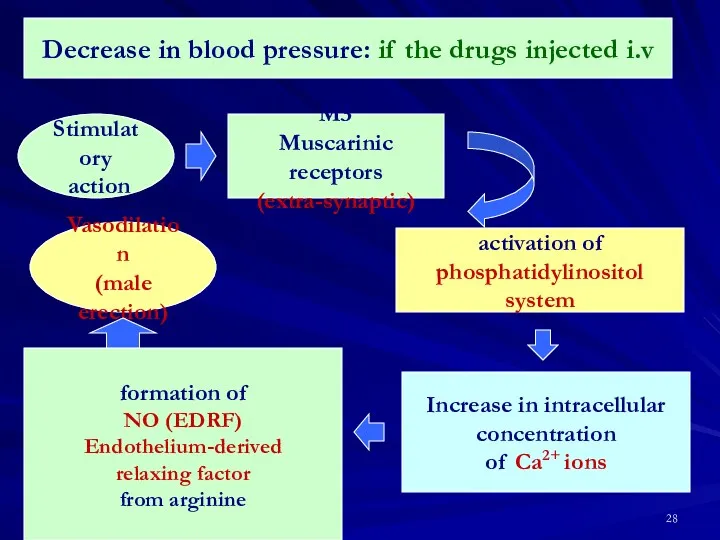 Decrease in blood pressure: if the drugs injected i.v Stimulatory action M3 Muscarinic