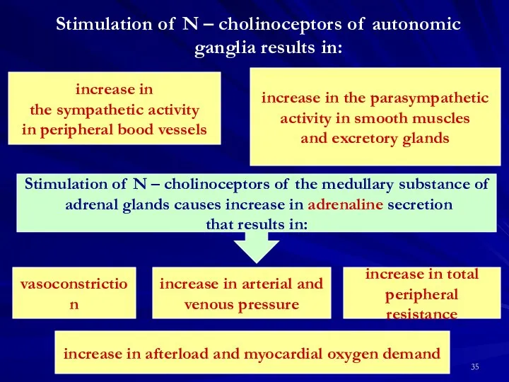 Stimulation of N – cholinoceptors of autonomic ganglia results in: increase in the