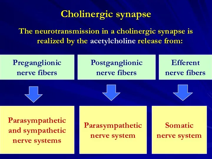 Cholinergic synapse The neurotransmission in a cholinergic synapse is realized by the acetylcholine