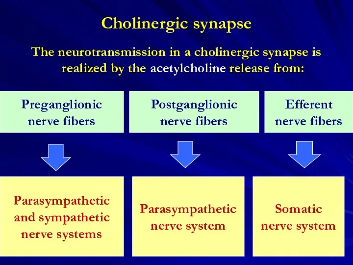 Cholinergic synapse The neurotransmission in a cholinergic synapse is realized