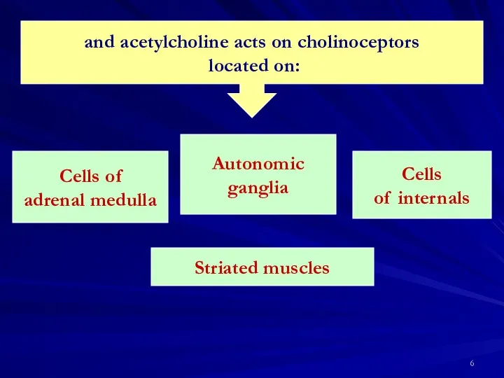 and acetylcholine acts on cholinoceptors located on: Cells of adrenal medulla Autonomic ganglia