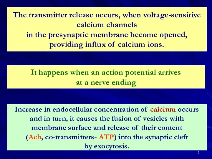 The transmitter release occurs, when voltage-sensitive calcium channels in the presynaptic membrane become