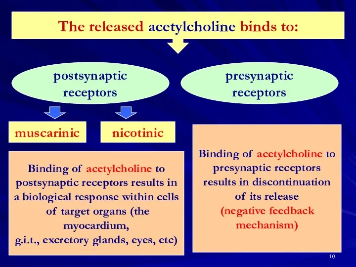 The released acetylcholine binds to: postsynaptic receptors presynaptic receptors muscarinic nicotinic Binding of