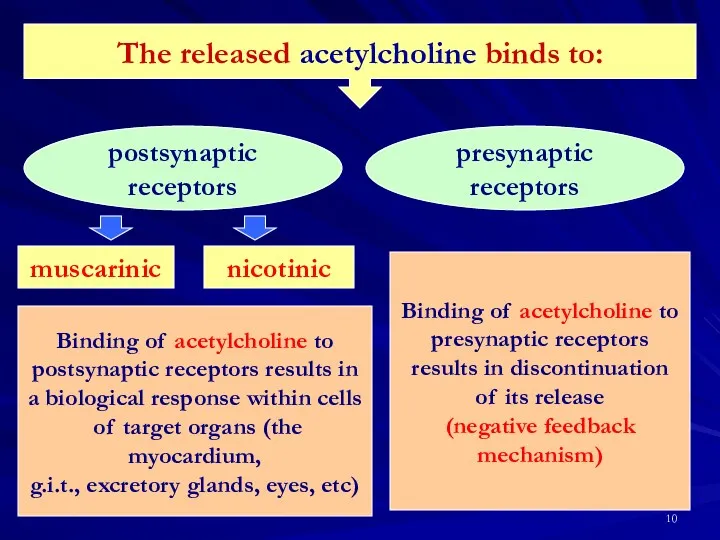 The released acetylcholine binds to: postsynaptic receptors presynaptic receptors muscarinic