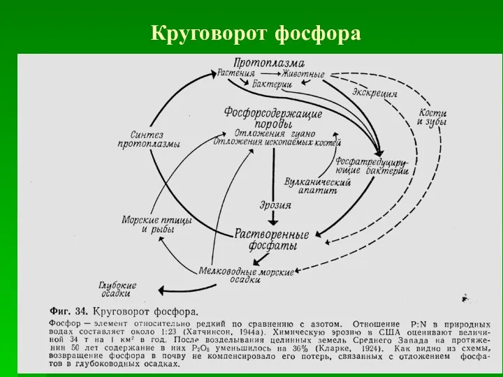 Круговорот фосфора