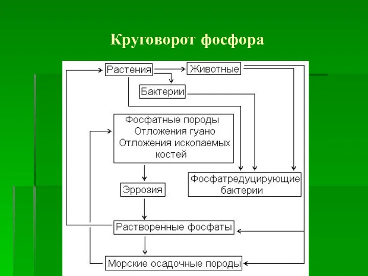 Круговорот фосфора