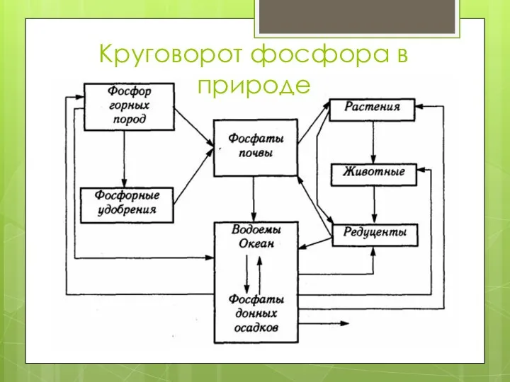 Круговорот фосфора в природе