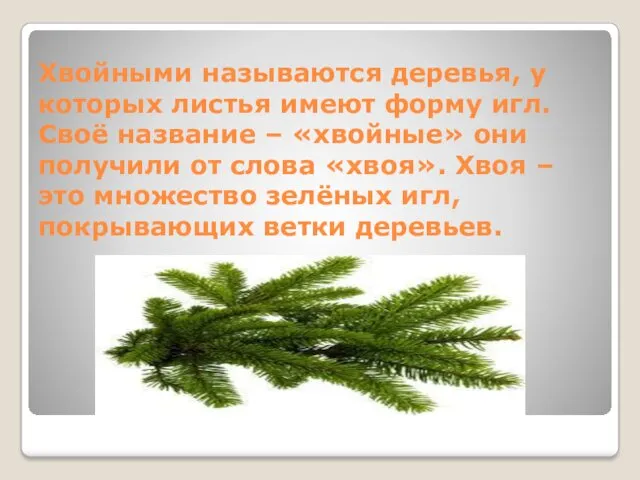 Хвойными называются деревья, у которых листья имеют форму игл. Своё