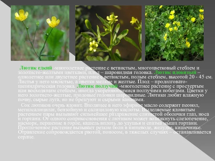Лютик едкий -многолетнее растение с ветвистым, многоцветковый стеблем и золотисто-желтыми
