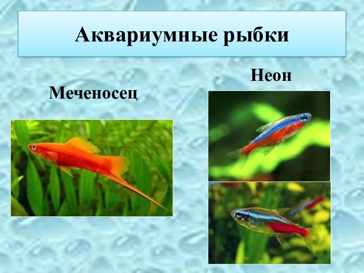 Аквариумные рыбки Меченосец Неон