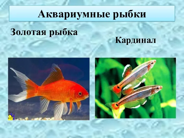 Аквариумные рыбки Золотая рыбка Кардинал