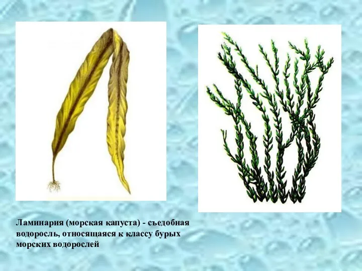 Ламинария (морская капуста) - съедобная водоросль, относящаяся к классу бурых морских водорослей