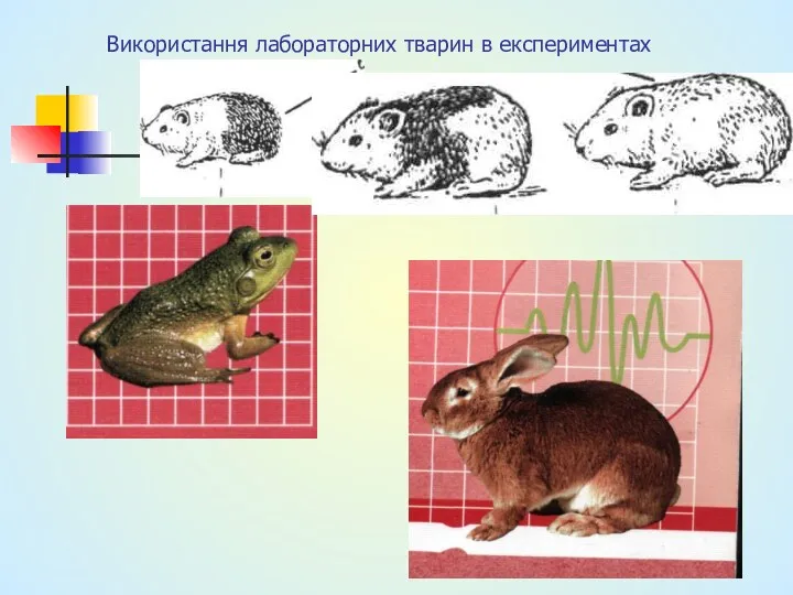 Використання лабораторних тварин в експериментах