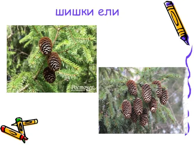 шишки ели