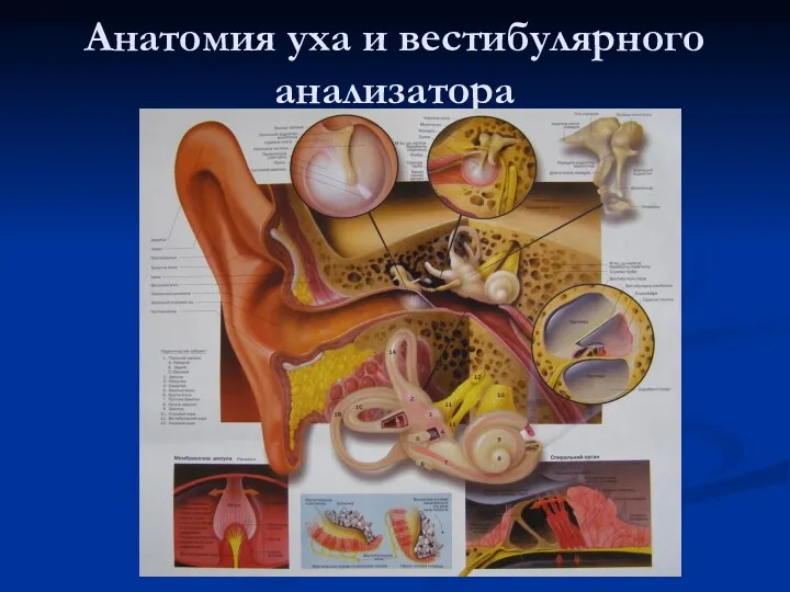 Анатомия уха и вестибулярного анализатора