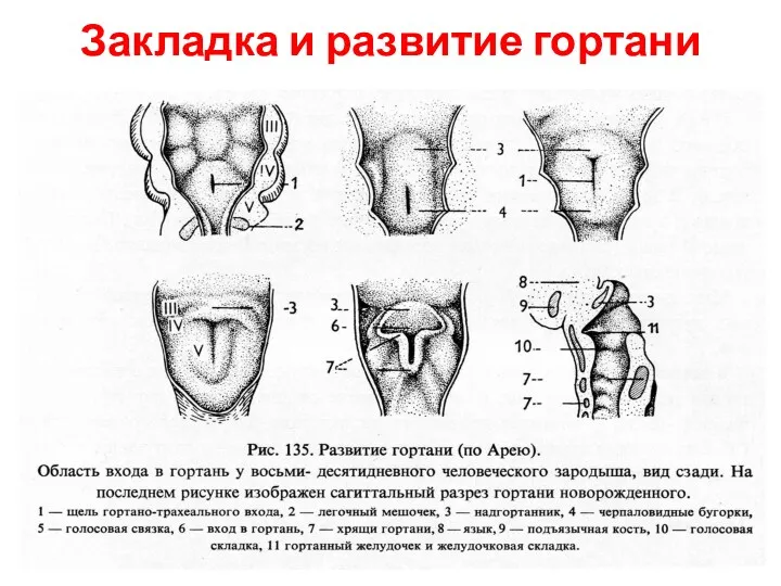 Закладка и развитие гортани