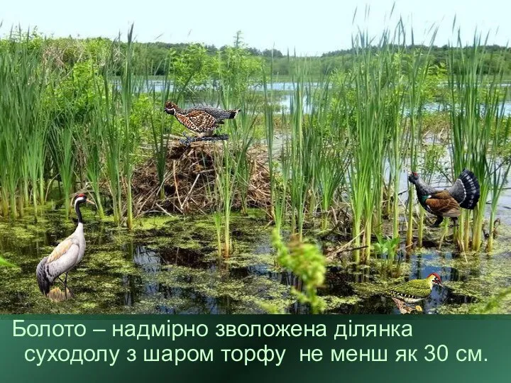 Болото – надмірно зволожена ділянка суходолу з шаром торфу не менш як 30 см.