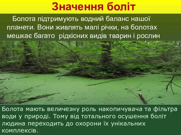 Значення боліт Болота підтримують водний баланс нашої планети. Вони живлять