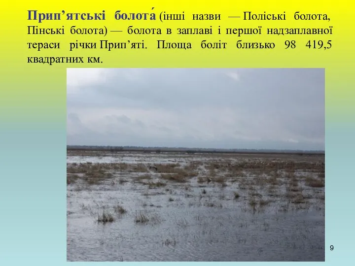 Прип’ятські болота́ (інші назви — Поліські болота, Пінські болота) —