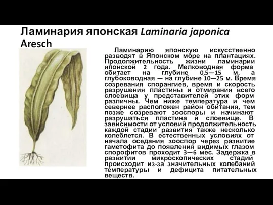 Ламинария японская Laminaria japonica Aresch Ламинарию японскую искусственно разводят в
