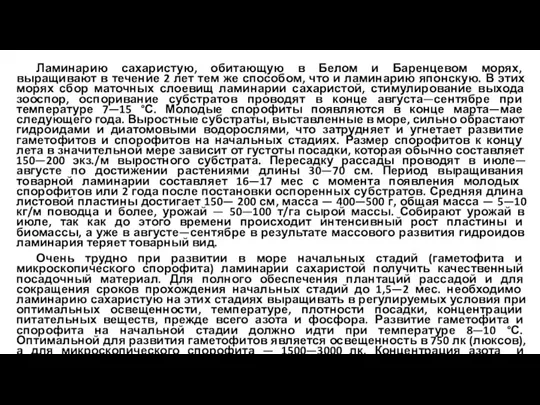 Ламинарию сахаристую, обитающую в Белом и Баренцевом морях, выращивают в