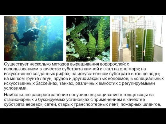 Существует несколько методов выращивания водорослей: с использованием в качестве субстрата