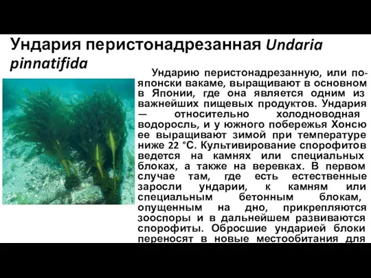 Ундария перистонадрезанная Undaria pinnatifida Ундарию перистонадрезанную, или по-японски вакаме, выращивают