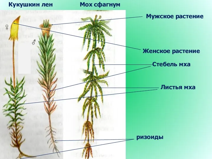 Мох сфагнум Кукушкин лен Мужское растение Женское растение Стебель мха ризоиды Листья мха