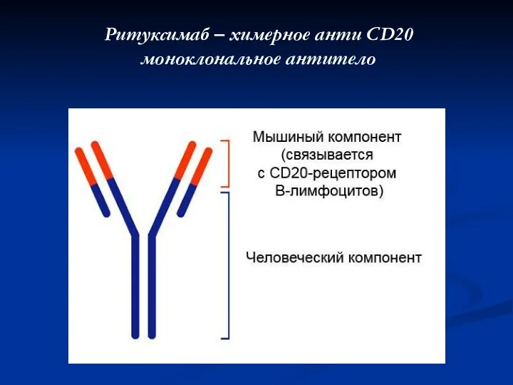 Ритуксимаб – химерное анти CD20 моноклональное антитело