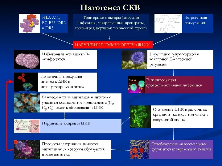 Патогенез СКВ HLA A11, В7, В35, DR2 и DR3 НАРУШЕНИЯ