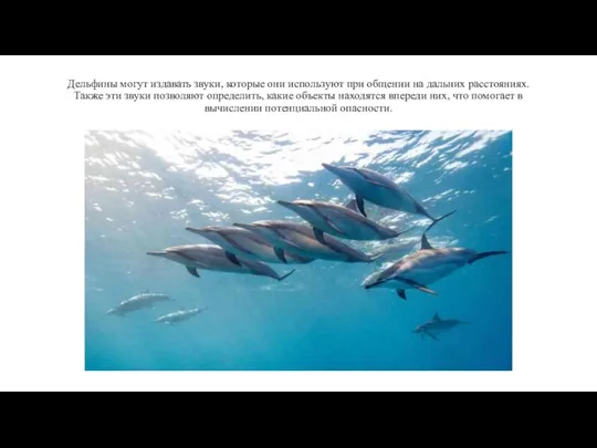 Дельфины могут издавать звуки, которые они используют при общении на