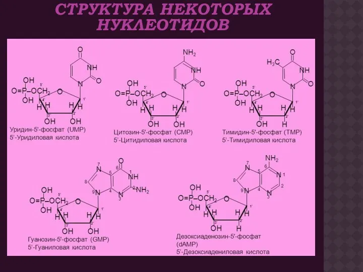 СТРУКТУРА НЕКОТОРЫХ НУКЛЕОТИДОВ