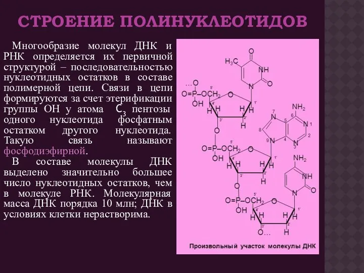 СТРОЕНИЕ ПОЛИНУКЛЕОТИДОВ Многообразие молекул ДНК и РНК определяется их первичной