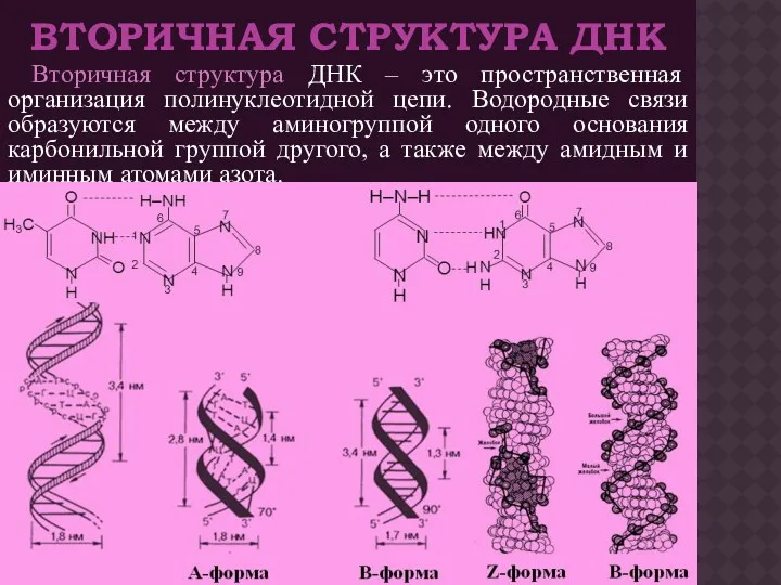 ВТОРИЧНАЯ СТРУКТУРА ДНК Вторичная структура ДНК – это пространственная организация