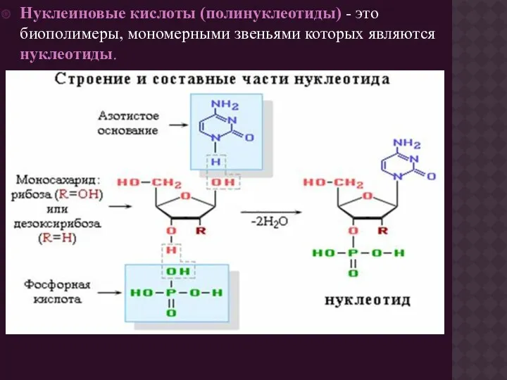 Нуклеиновые кислоты (полинуклеотиды) - это биополимеры, мономерными звеньями которых являются нуклеотиды.