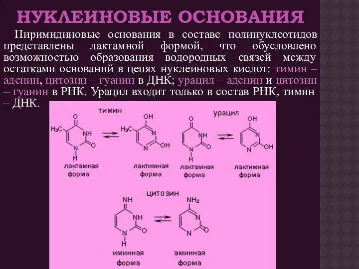 НУКЛЕИНОВЫЕ ОСНОВАНИЯ Пиримидиновые основания в составе полинуклеотидов представлены лактамной формой,