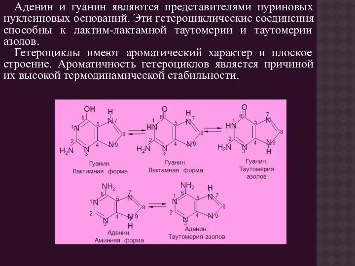 Аденин и гуанин являются представителями пуриновых нуклеиновых оснований. Эти гетероциклические